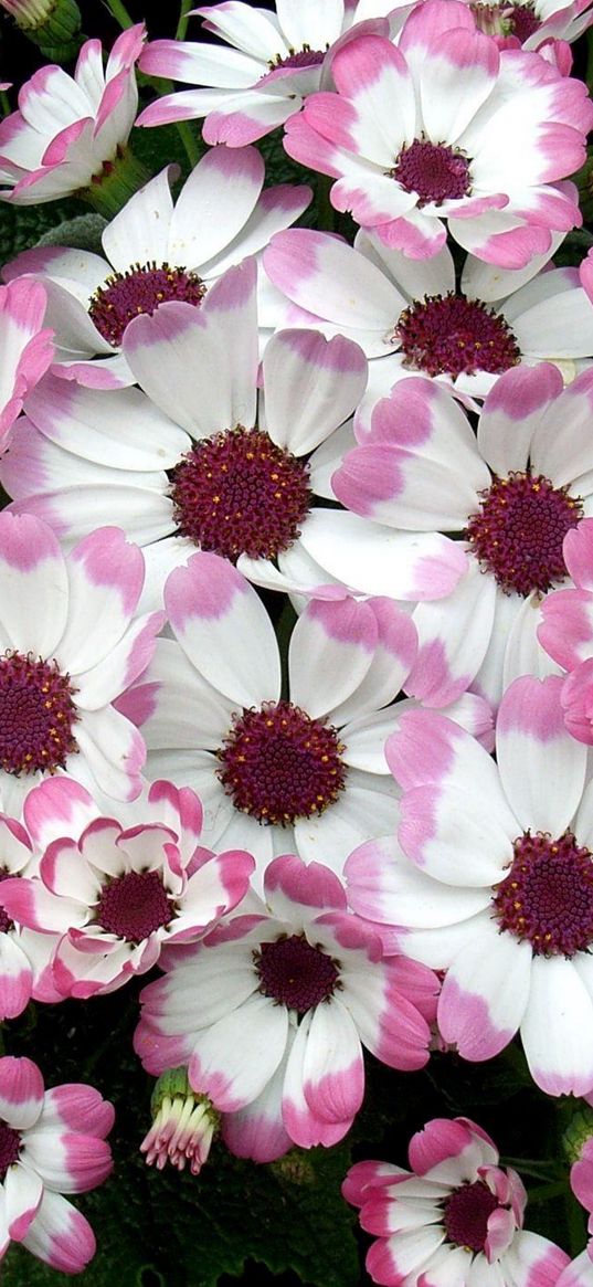 cineraria, flowers, two-color, flowerbed, leaves