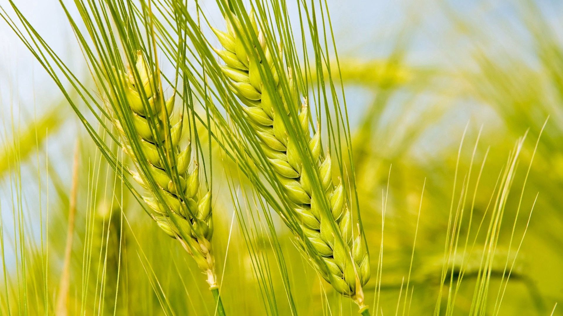 spikes, green, macro, field