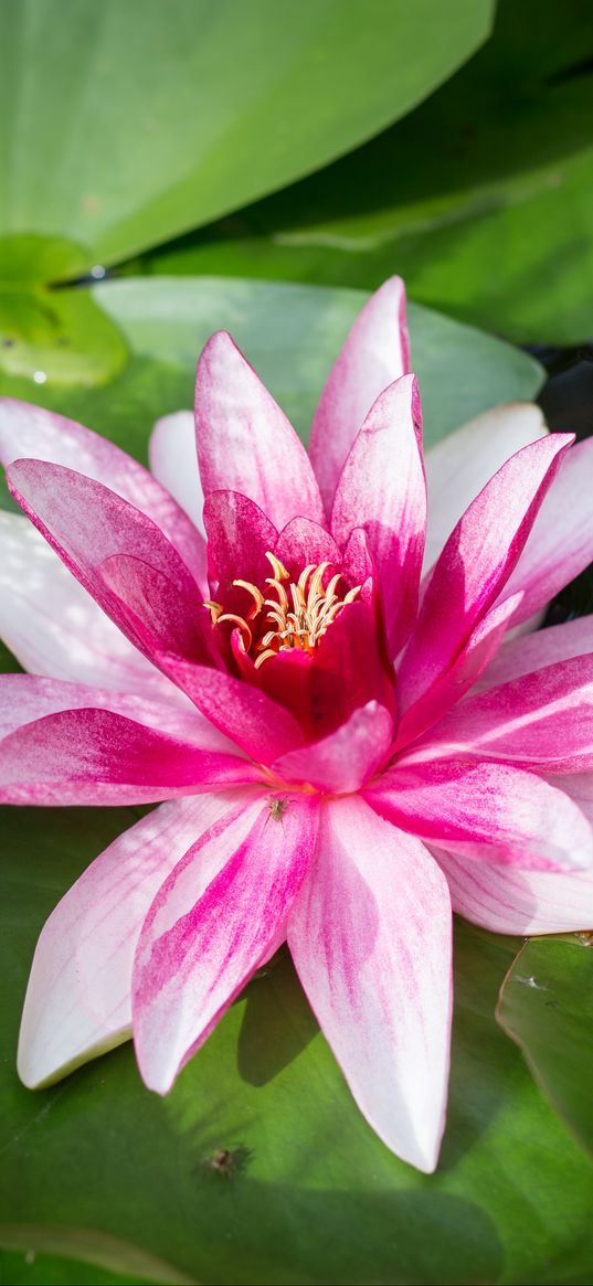 water lily, flower, petals, white, pink