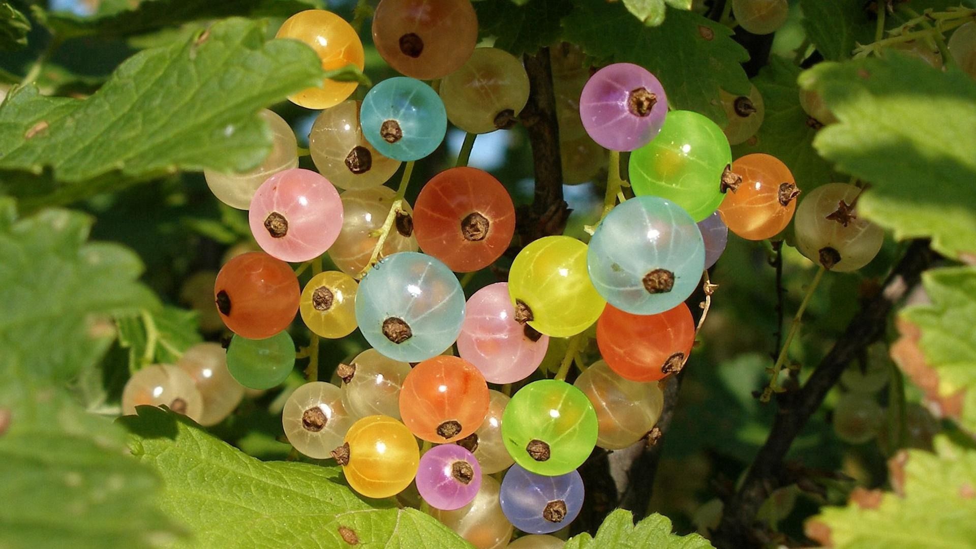 gooseberries, colorful, branch, green