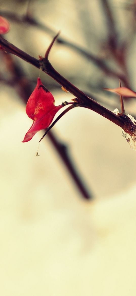 ice, snow, leaves, macro, winter