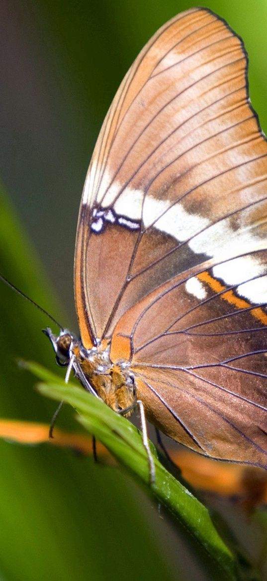 macro, butterfly, grass, leaves, brown