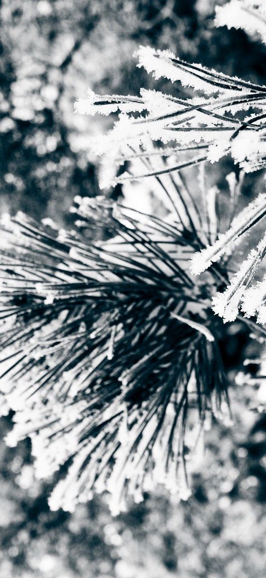 macro, twigs, pine needles, pine, green