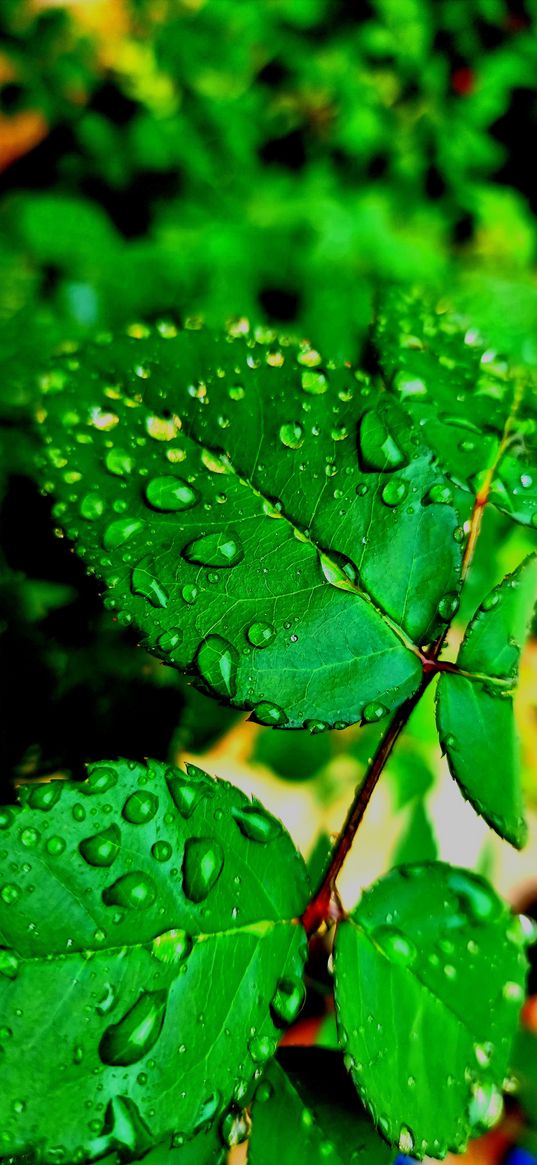 leaves, branch, drops, rain, plant, green, nature