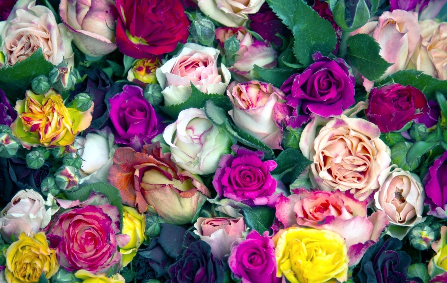 roses, flowers, buds, colorful, lot