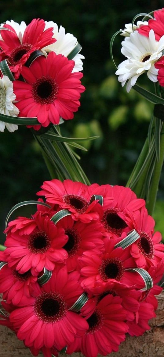 gerbera, flowers, bouquets, red, white, combination