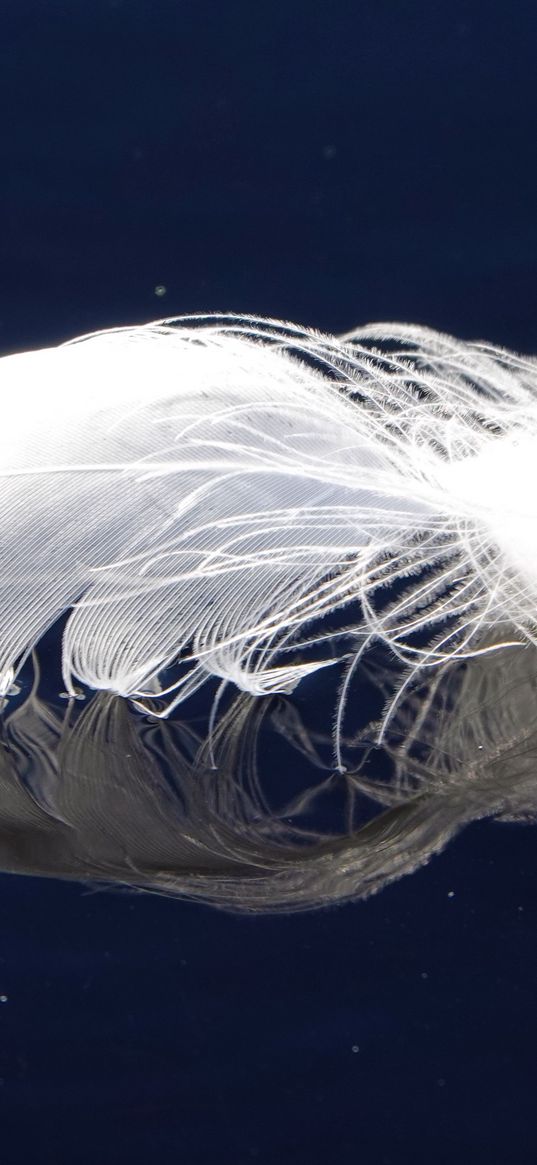 feather, reflection, surface, white, macro