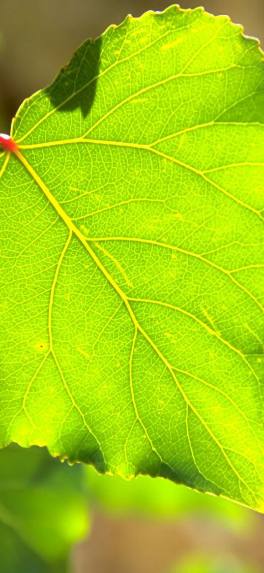 macro, tree, leaf, green