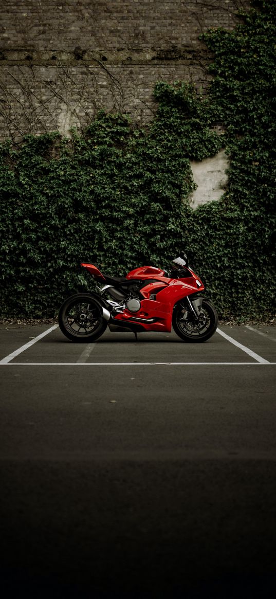 ktm duke, duke, motorcycle, bike, red, wall, plant