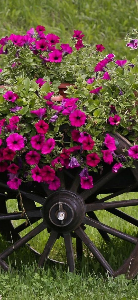 petunia, pots, cart, grass, beautiful