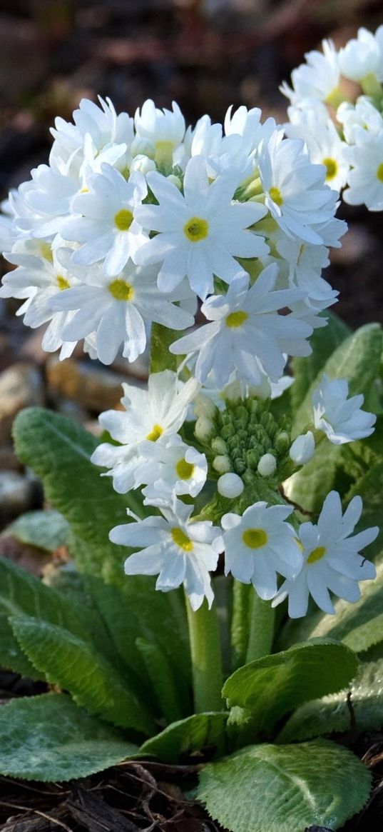 primrose, flower, soil, snow-white, close-up