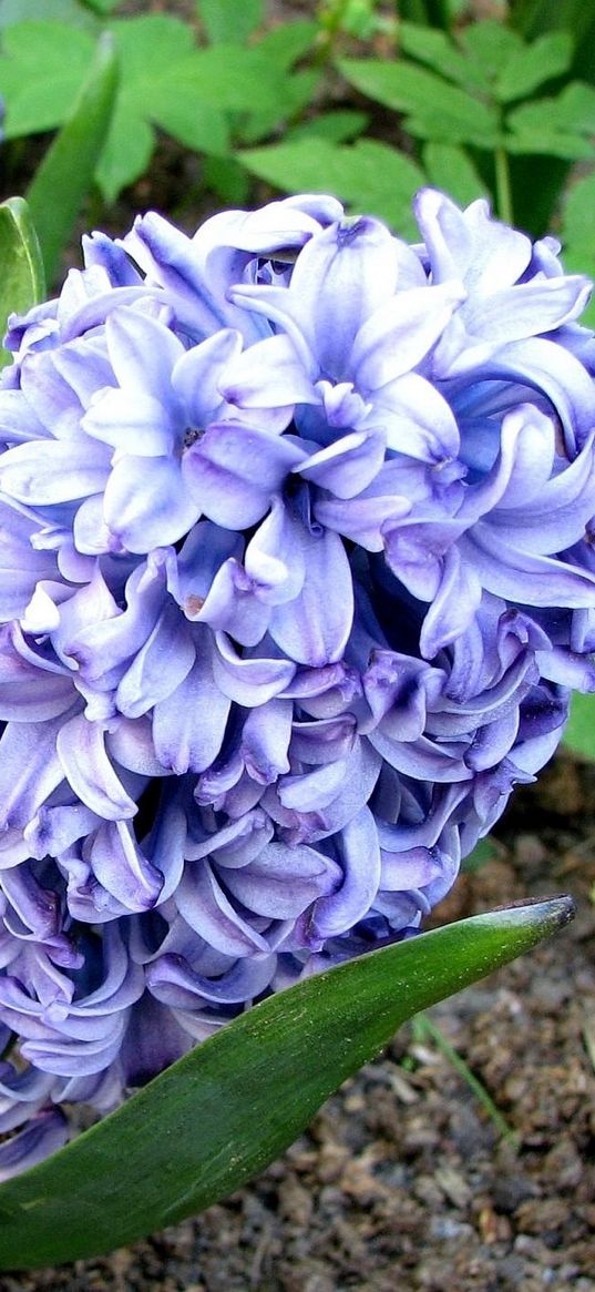 hyacinth, flower, flowerbed, green, ground