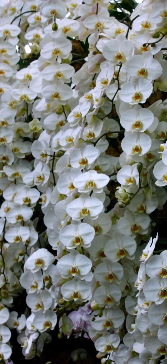 orchids, flowers, snow-white, wall, greenhouse