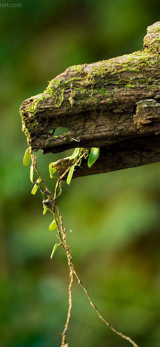 macro, green, timber, moss