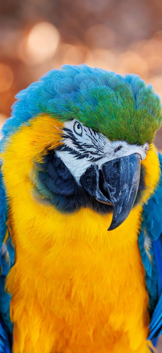 macaw, parrot, bird, beak