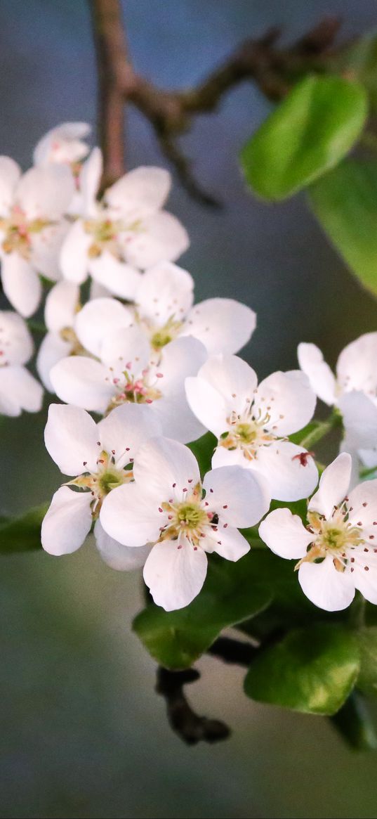 flowers, branch, apple tree, bloom, petals