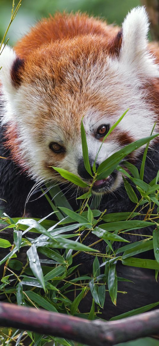 red panda, wildlife, animal, tree, leaves