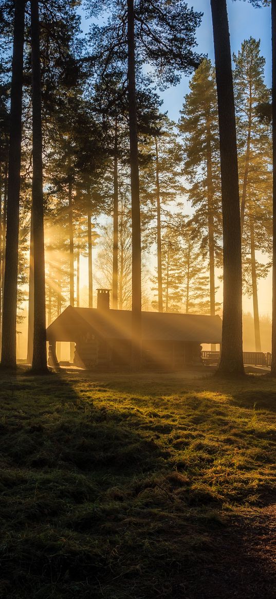 house, trees, grass, sunlight