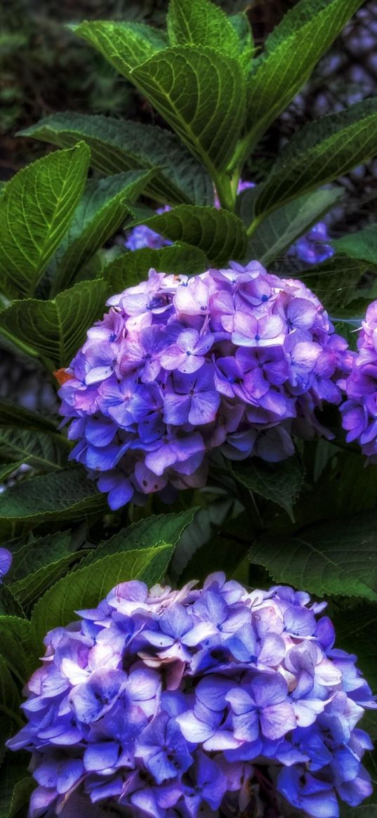 hydrangea, flowers, shrubs, flowering, leaves, herbs