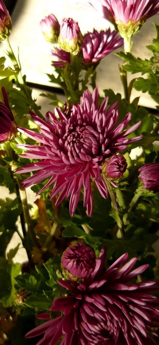 aster, flowers, bouquet, greenery, shade