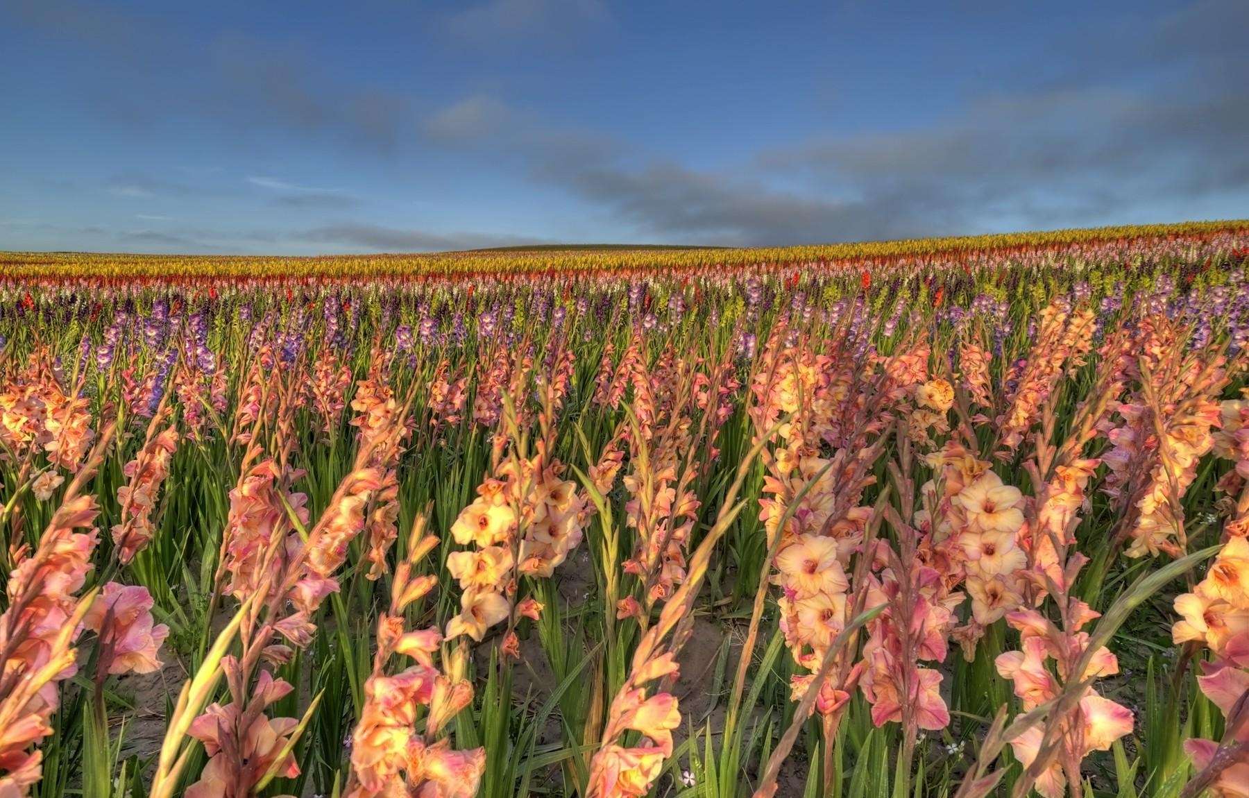 gladiolus, flowers, field, sky, horizon