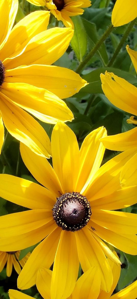 rudbeckia, flowers, sunny, close-up