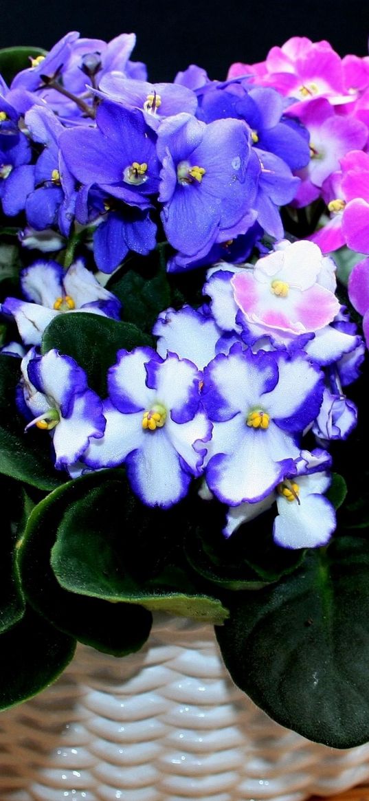 violets, flowers, indoor, colorful