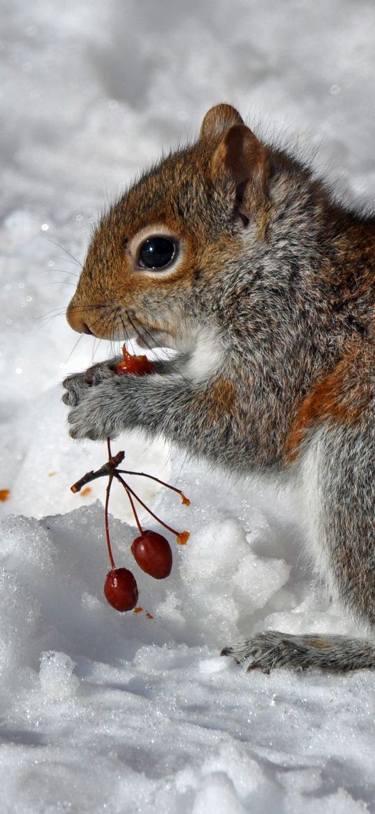 squirrel, snow, berry, food