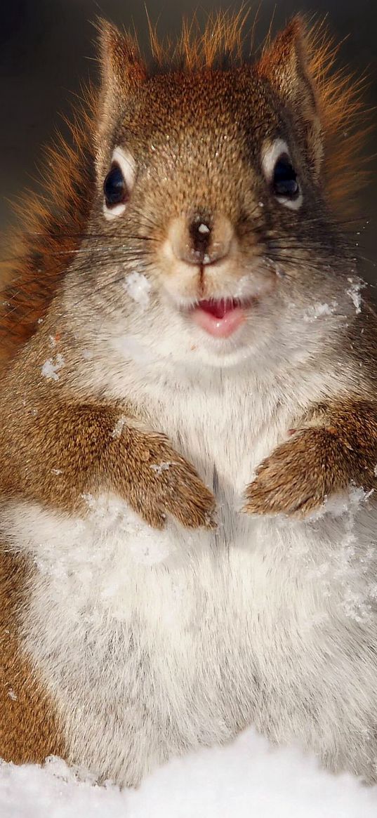 squirrel, fluffy, snow, muzzle