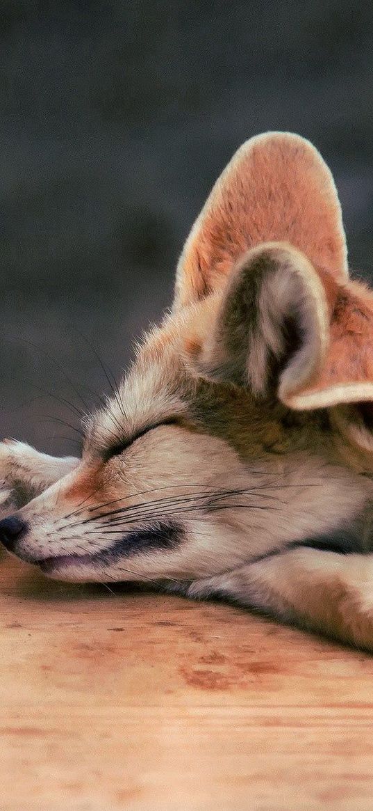 fennec fox, fox, couple, down, dream, face