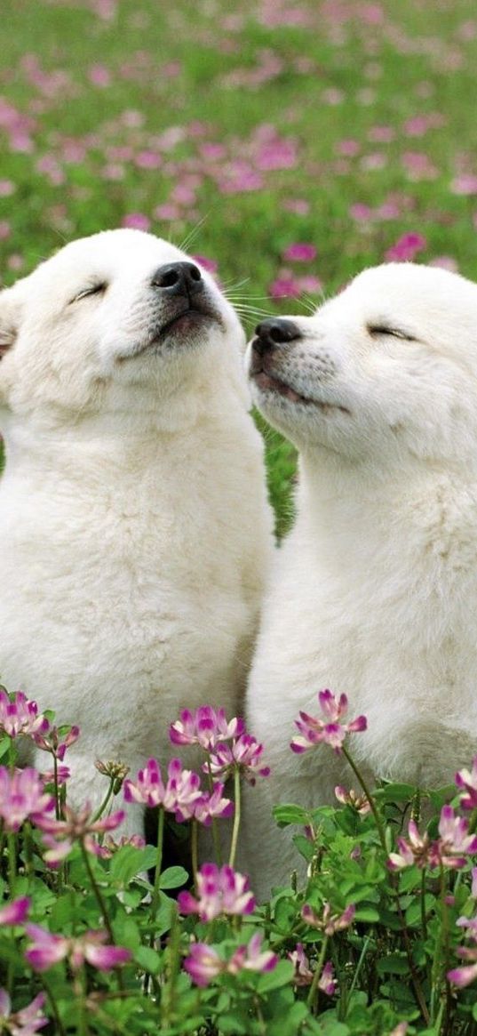 dog, couple, grass, flowers, field, tenderness