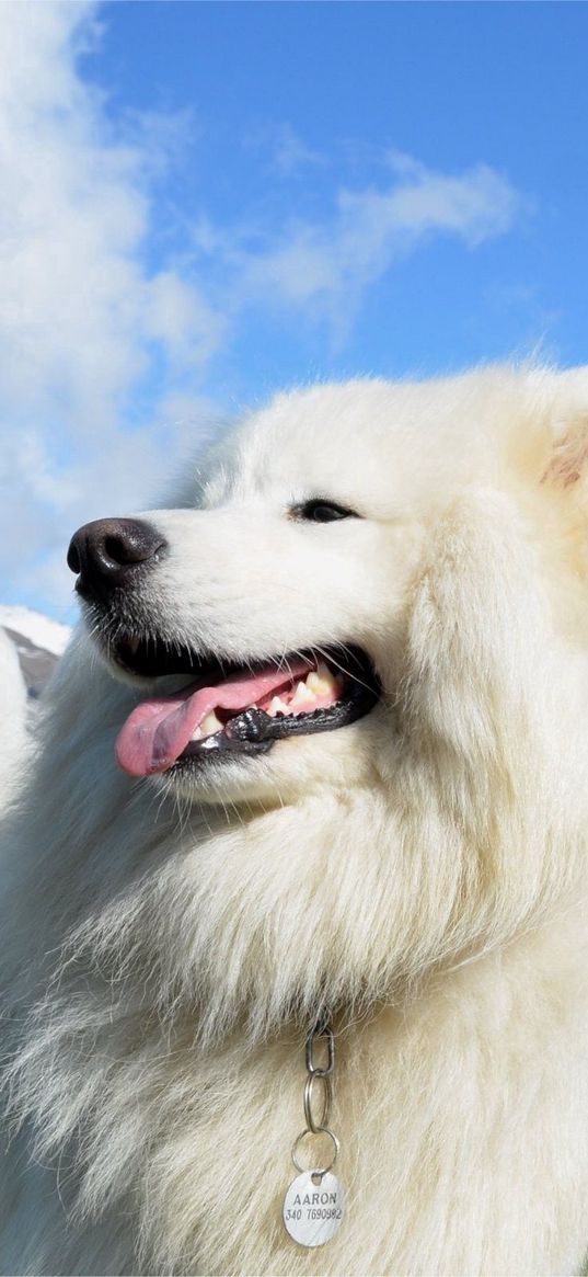 dog, fluffy, background, tongue