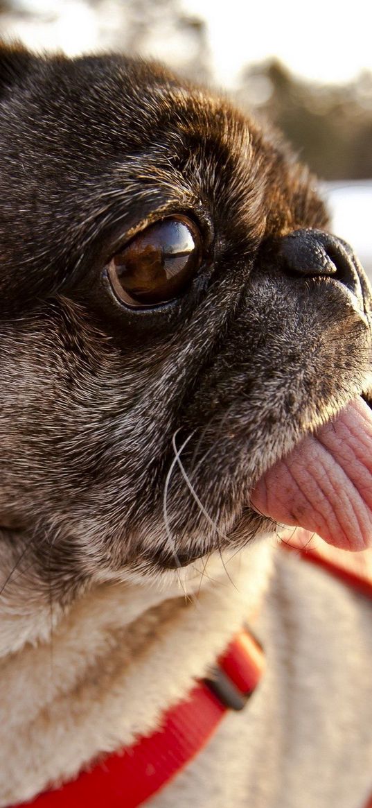 pug, dog, muzzle, collar, tongue