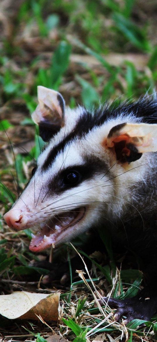 animal, furry, grass, autumn, aggression