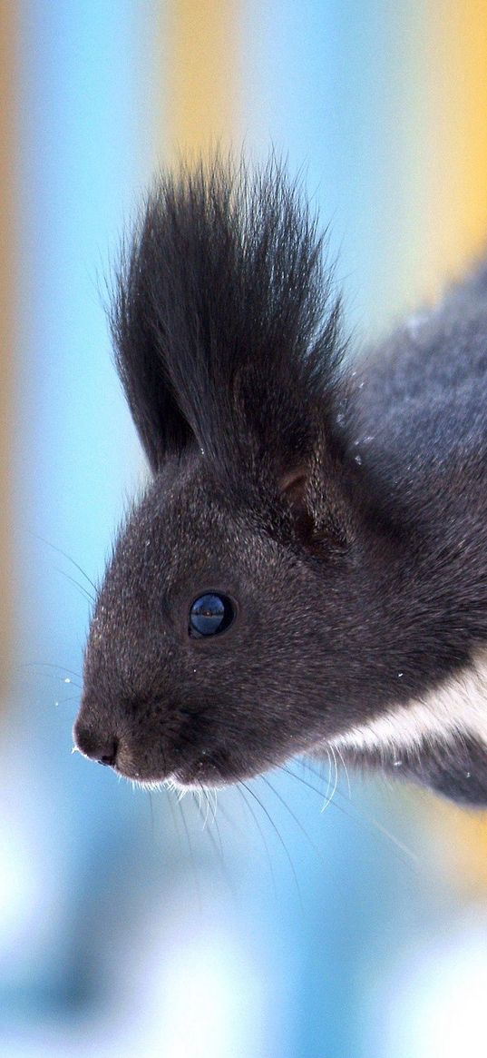 squirrel, tree, snow, crawl