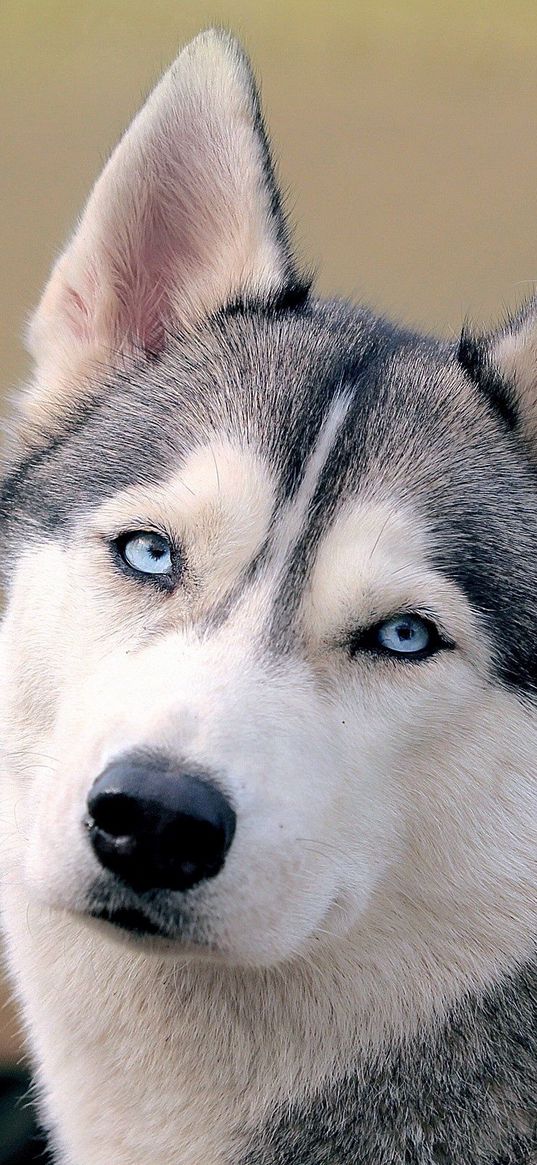 husky, dog, face, eyes