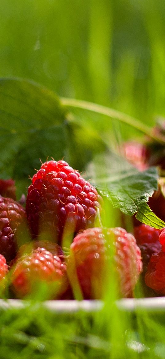 raspberry, berry, grass, leaf, plate