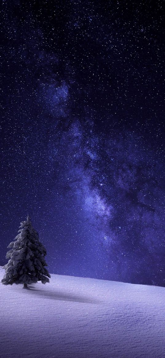 christmas tree, snow, winter, milky way, starry sky, stars, night, nature