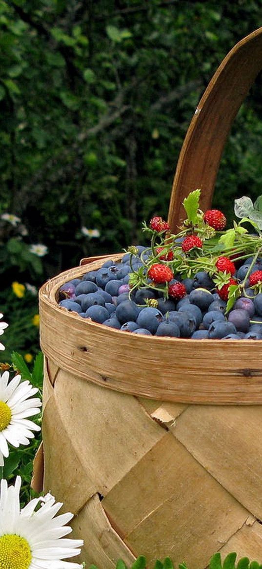 basket, berry, bilberry, wild strawberry, camomiles