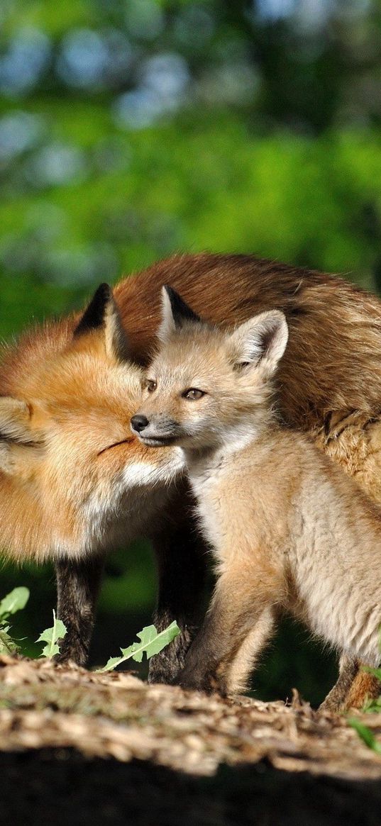 fox, cub, timber, care, light