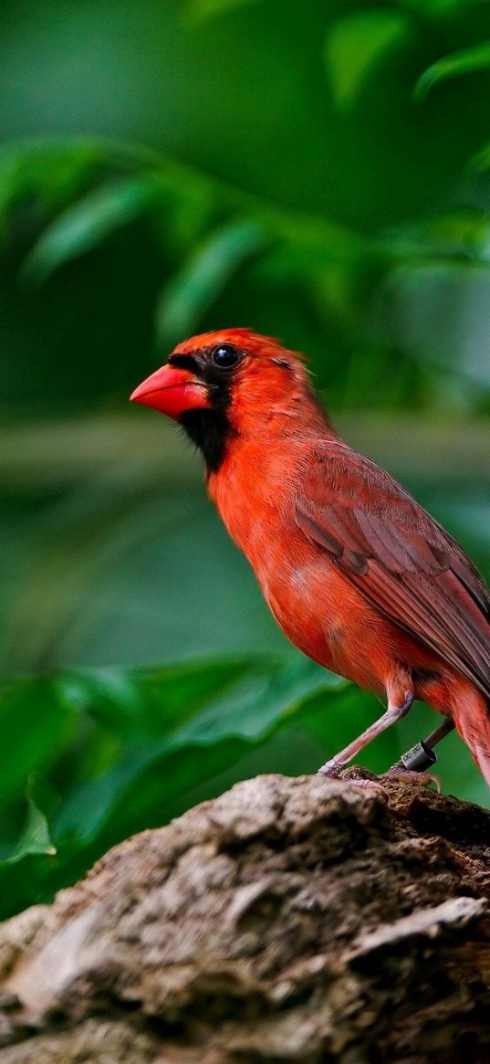 red bird, branch, sitting, wings