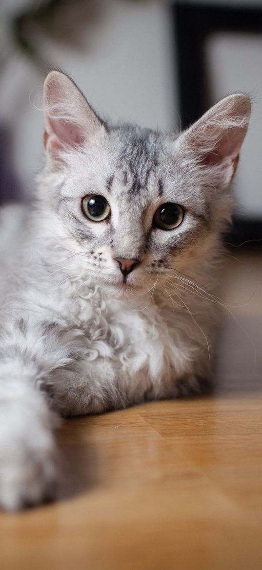 kitten, playing, say, striped