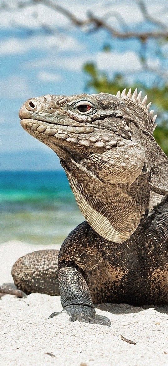 iguana, reptile, reptiles