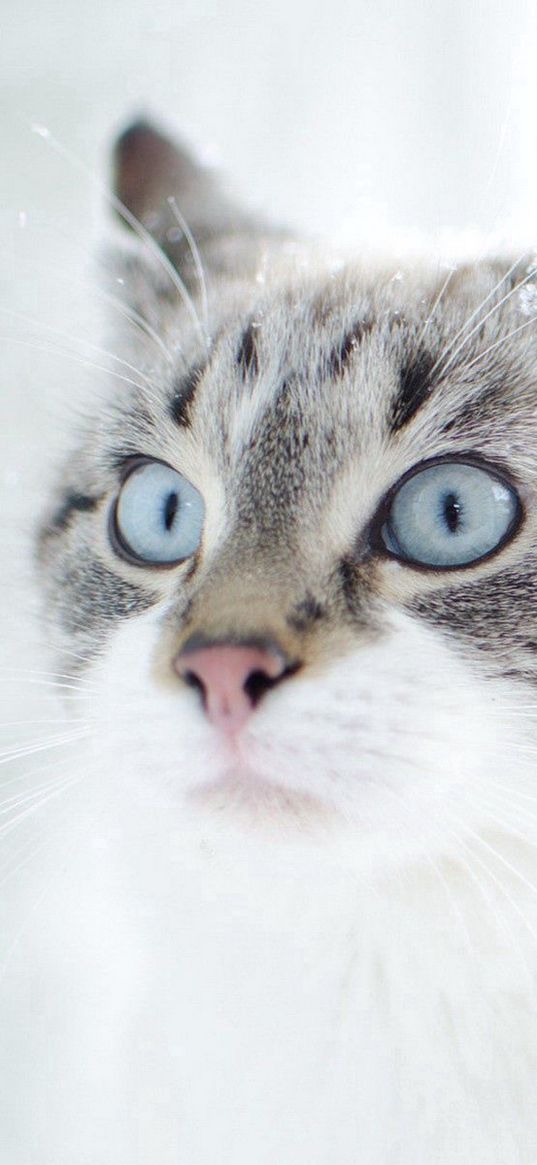 cat, face, blue eyes, surprise