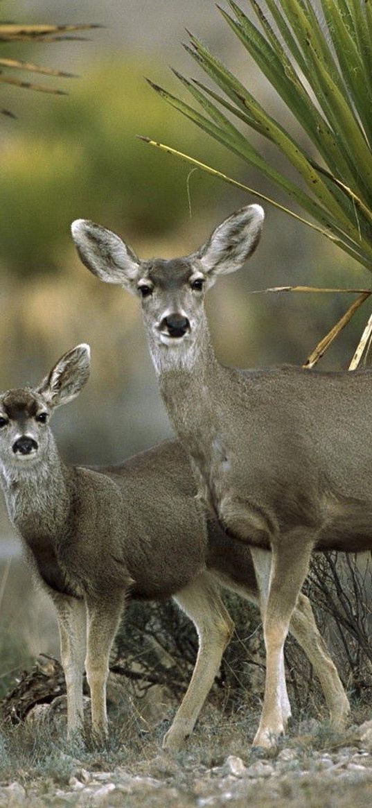 antelope, couple, desert, chihuahua, mexico