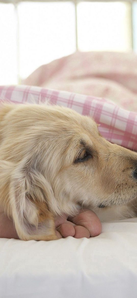 dog, sleep, feet, blanket