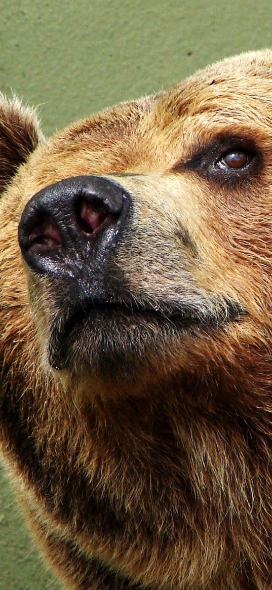 bear, face, happy, eyes