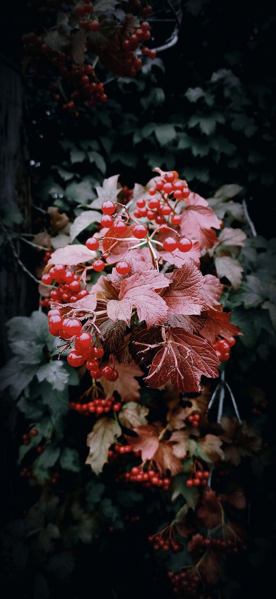 viburnum, berries, dark, autumn