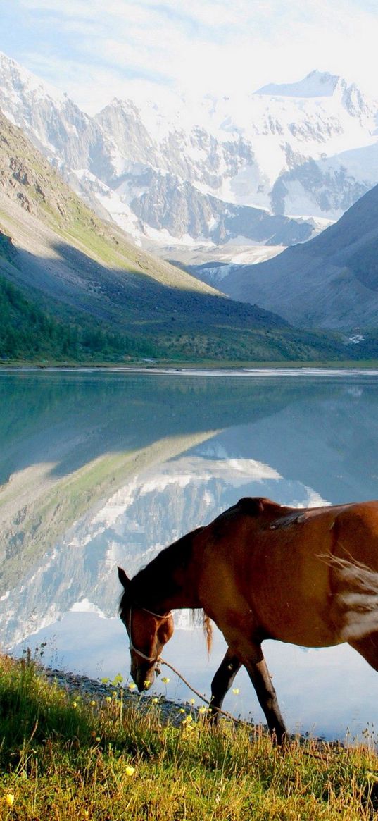 horse, mountains, grass, walk, view, lake