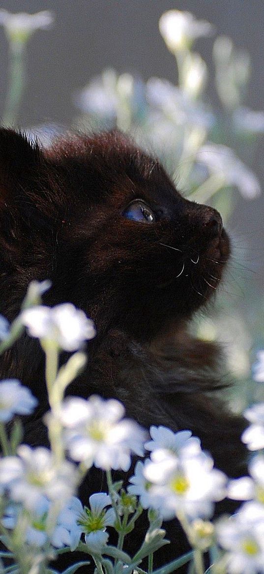 kitten, grass, flowers, fur